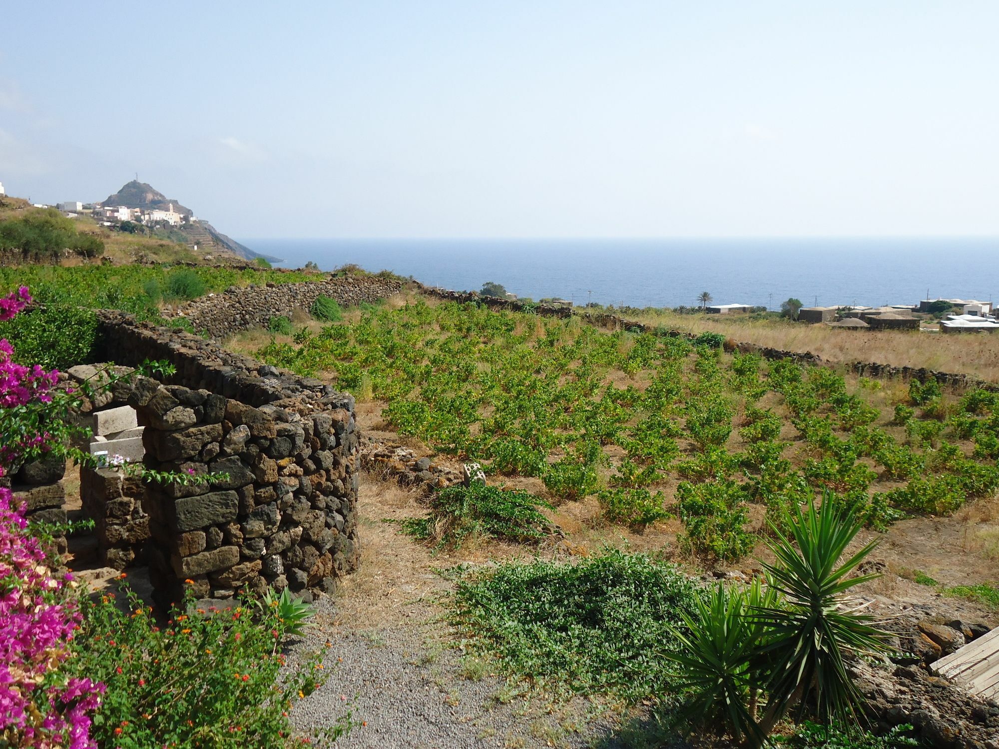 Zibibbodoro Farm stay Scauri (Sicily)